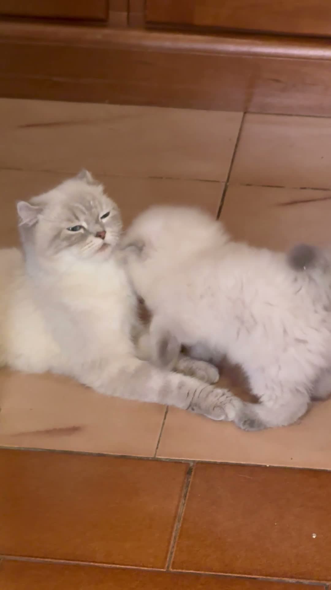 Scottish gatti in vendita: Scottish Blue Point/orecchie piegate/vaccinato - Video 1