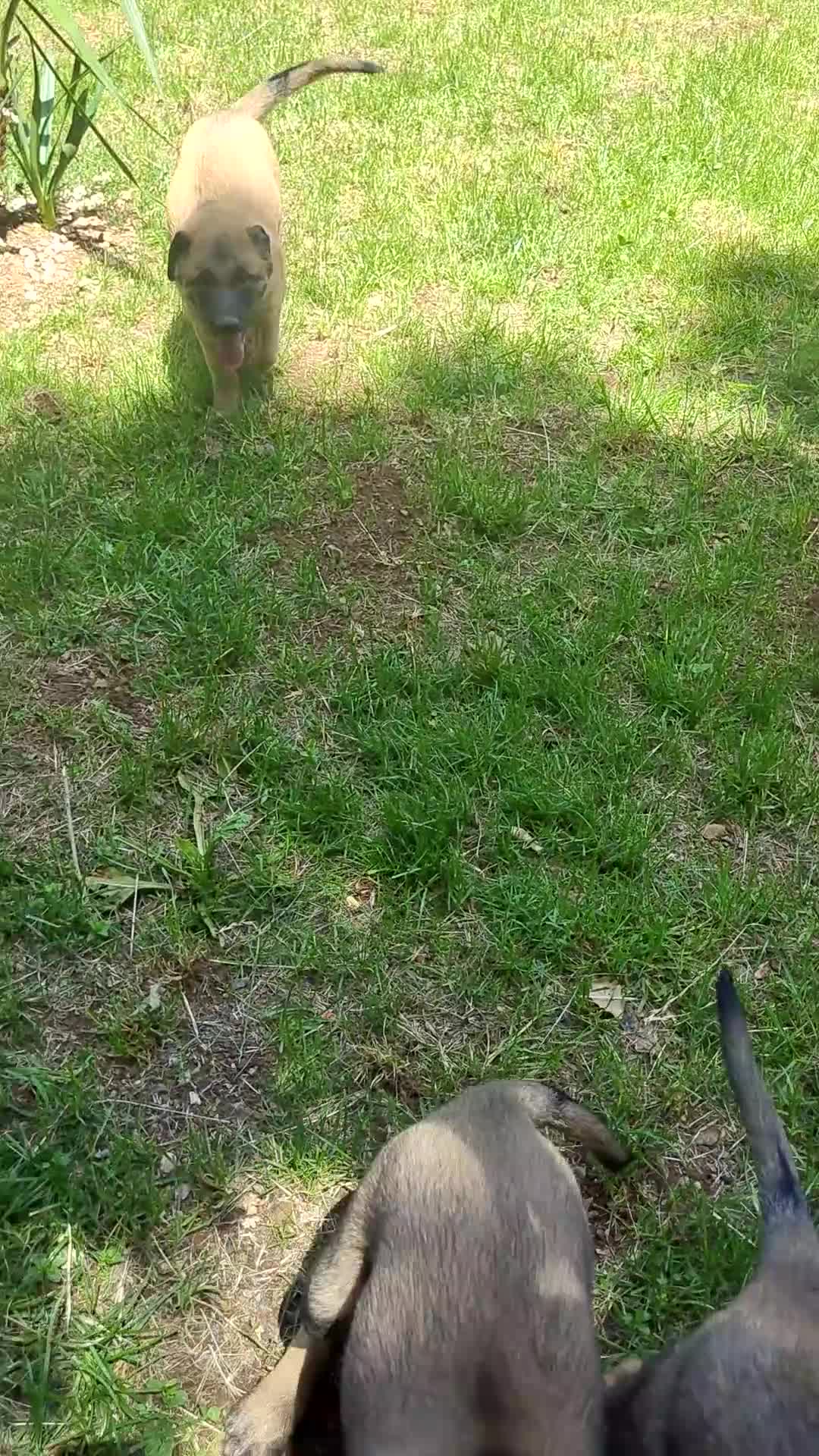 Pastore Belga cani in vendita: Cuccioli Pastore Belga Malinois a Provincia di Cosenza - Video 1
