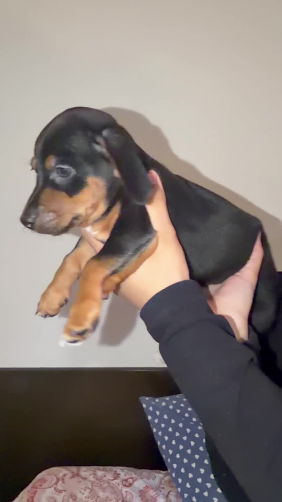 Meticcio cani in vendita: Cuccioli incrocio BASSOTTO ISABELLA NANO  - Video 1