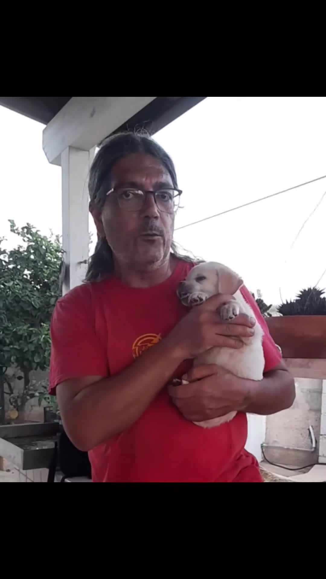 Labrador cani in regalo: Lucio dolce e delicato cucciolo in adozione - Video 1