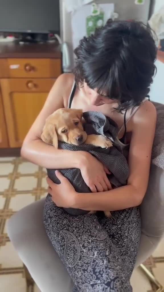 Labrador cani in vendita: Splendidi cuccioli miele di Labrador Retriever a Provincia di Ferrara - Video 3