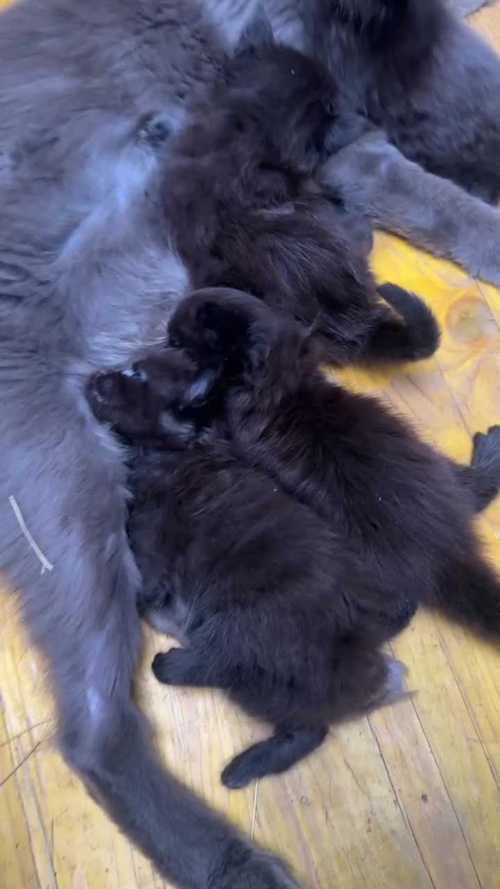 Maine Coon gatti in vendita: Cuccioli di maine coon manto nero  - Video 3