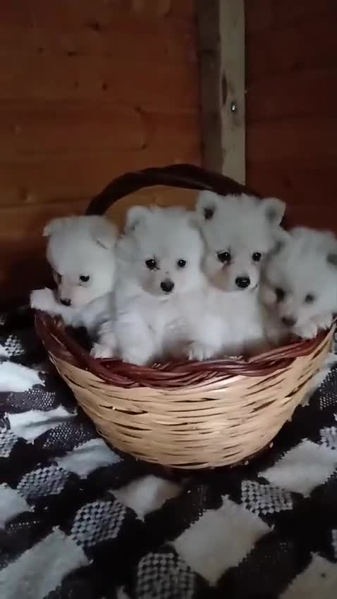 Volpino Italiano cani in vendita:  Cuccioli di Volpino Italiano- ottima genealogia  - Video 1