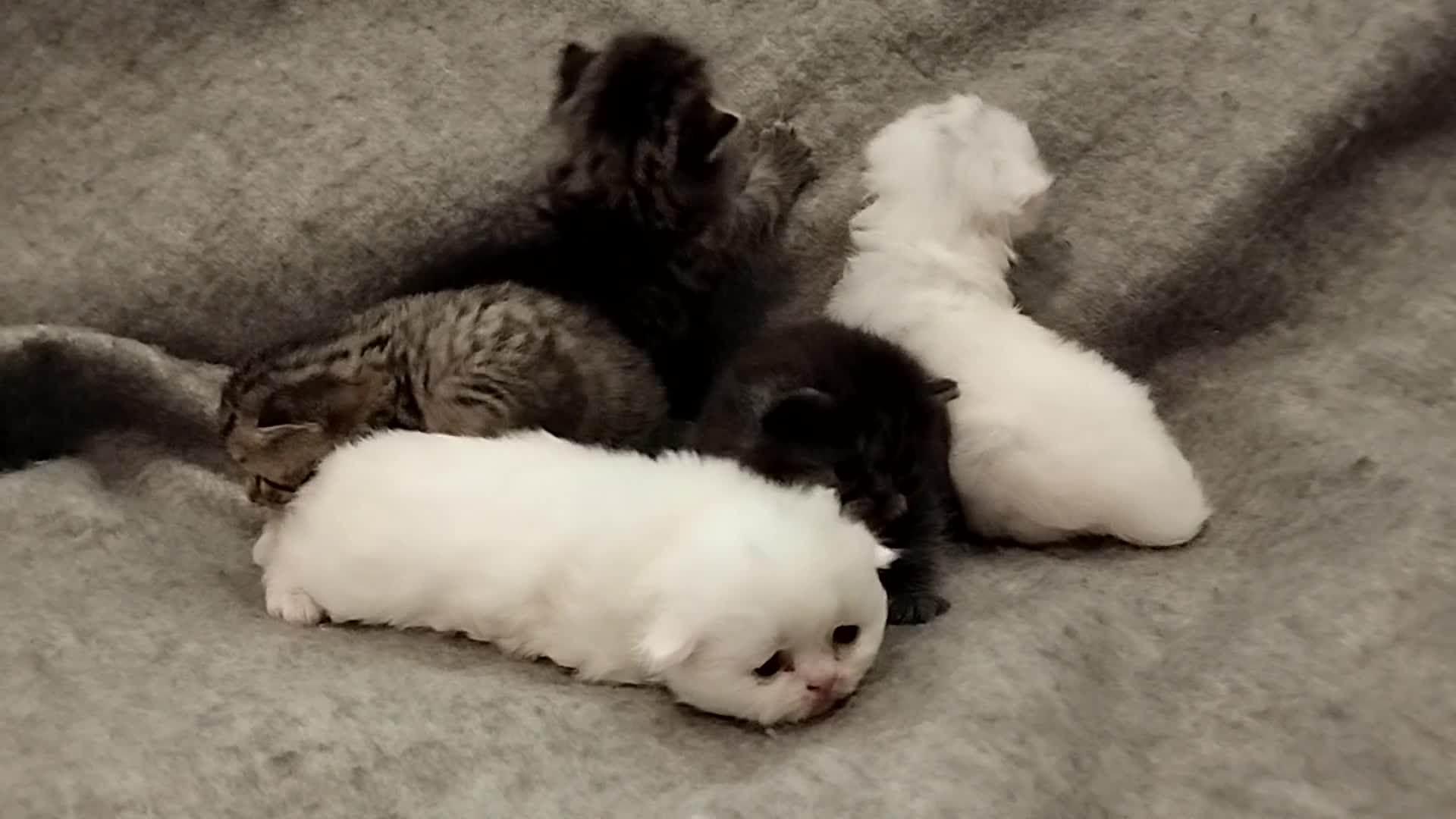 Scottish gatti in vendita: Bellissimi scottish fold e straigh  - Video 1