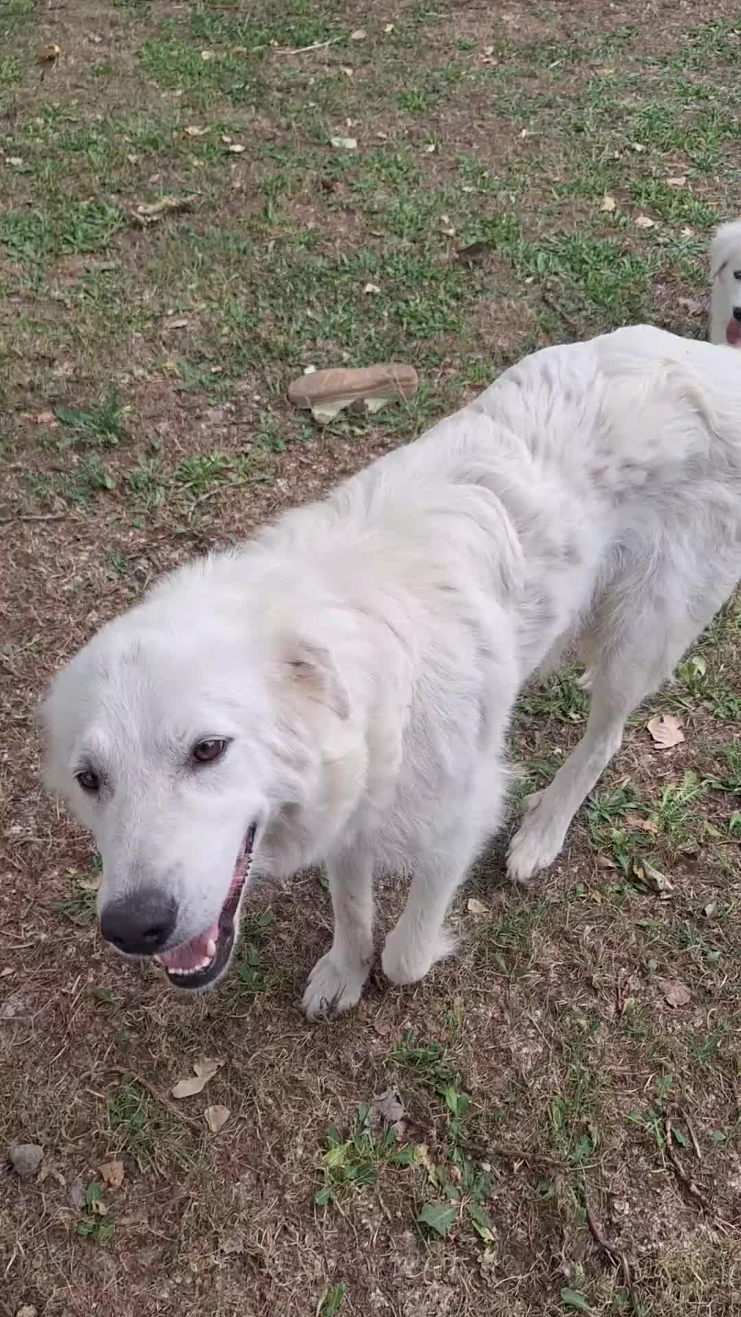 Pastore Abbruzzese Maremmano cani in vendita: Cuccioli di pastore maremmano - Video 3