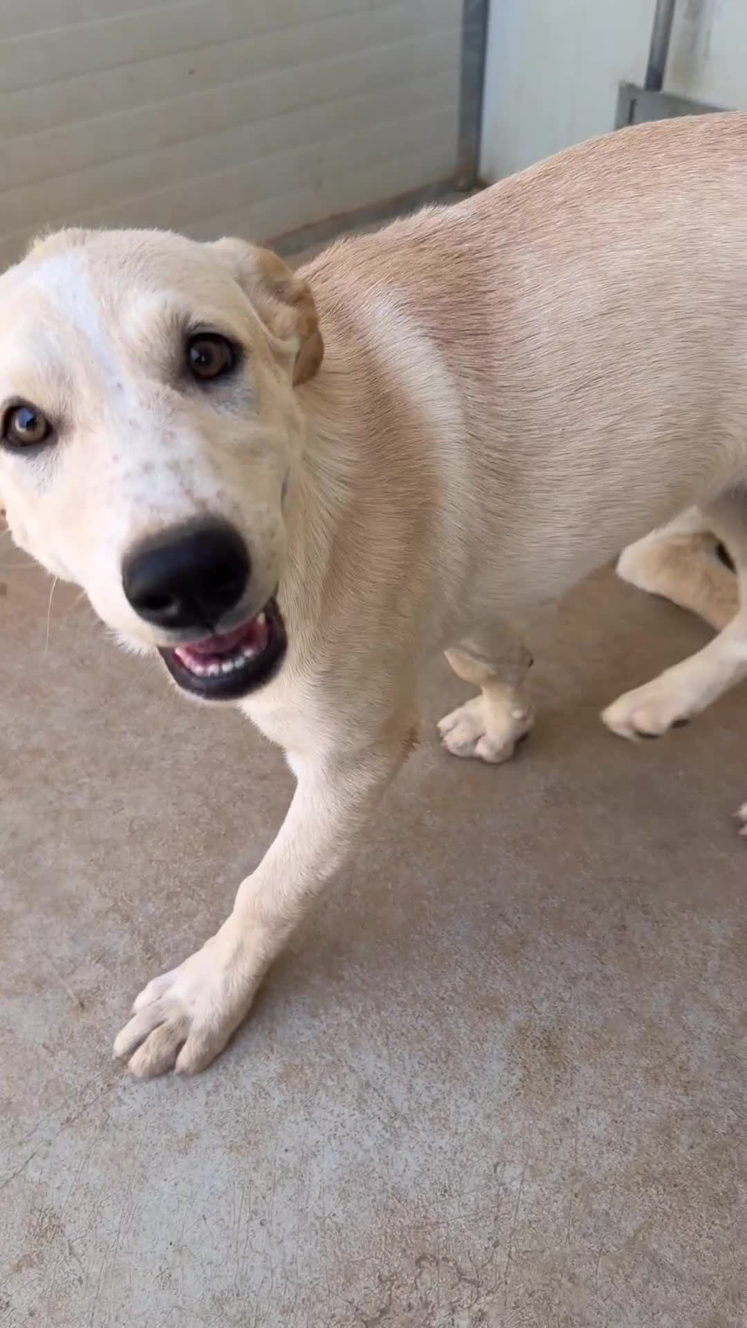 Meticcio cani in regalo: Misty - Video 1