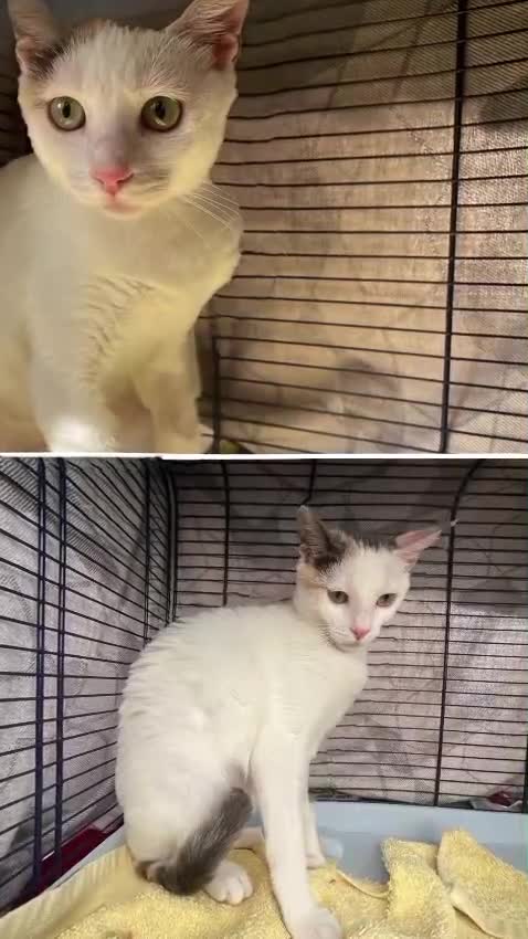 Europeo gatti in regalo: Adozione del cuore per la piccola Eva - Video 1