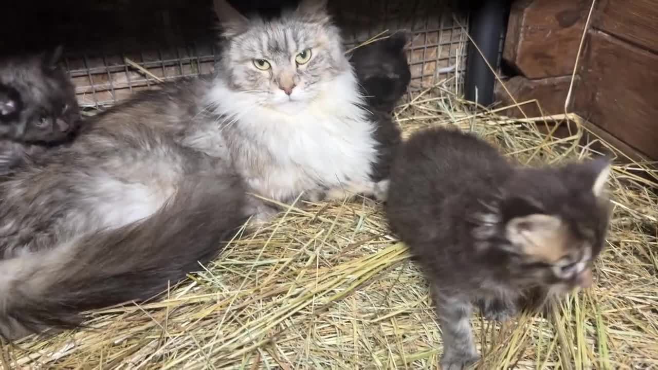 Maine Coon gatti in vendita: Cucciolo maine coon bellissimo  - Video 1