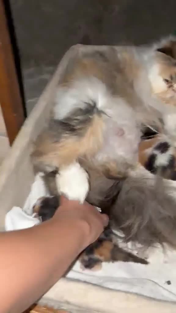 Persiano gatti in vendita: Gattini persiani  - Video 1