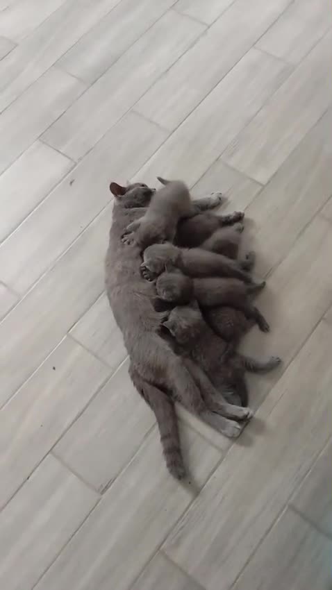 British gatti in vendita: British shorhair cuccioli  - Video 3