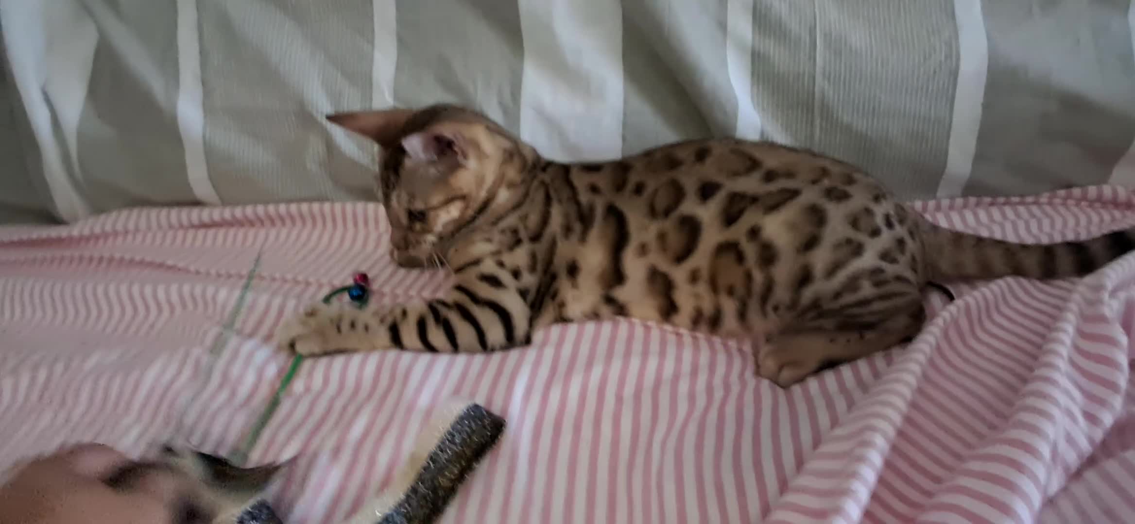 Bengala gatti in vendita: Gatti Bengala cuccioli a Città Metropolitana di Venezia - Video 1