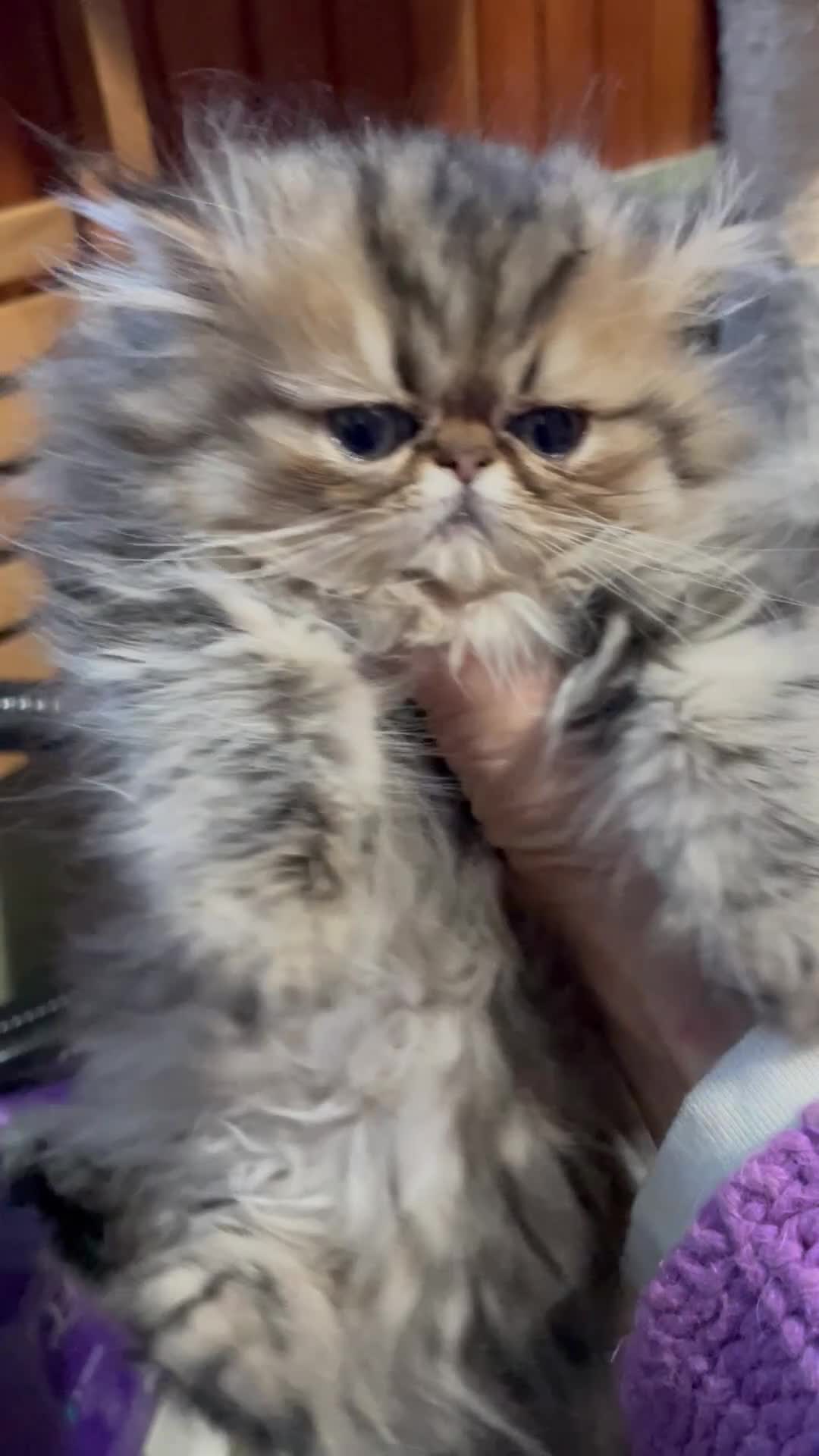 Persiano gatti in vendita: gatto persiano golden shaded  - Video 1