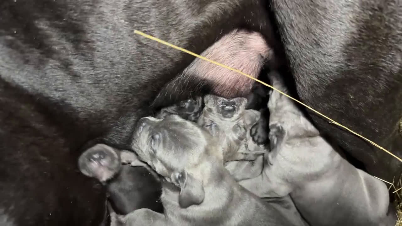 Cane Corso cani in vendita: Cuccioli di Corso grigi e neri (Montiglio AT) - Video 1