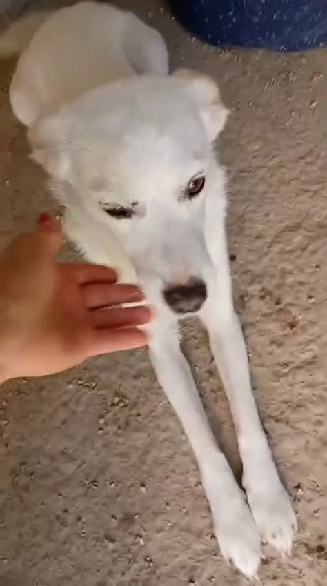 Meticcio cani in regalo: SOS SOS SOS DOLCISSIMO PLUTO a Provincia di Rimini - Video 2