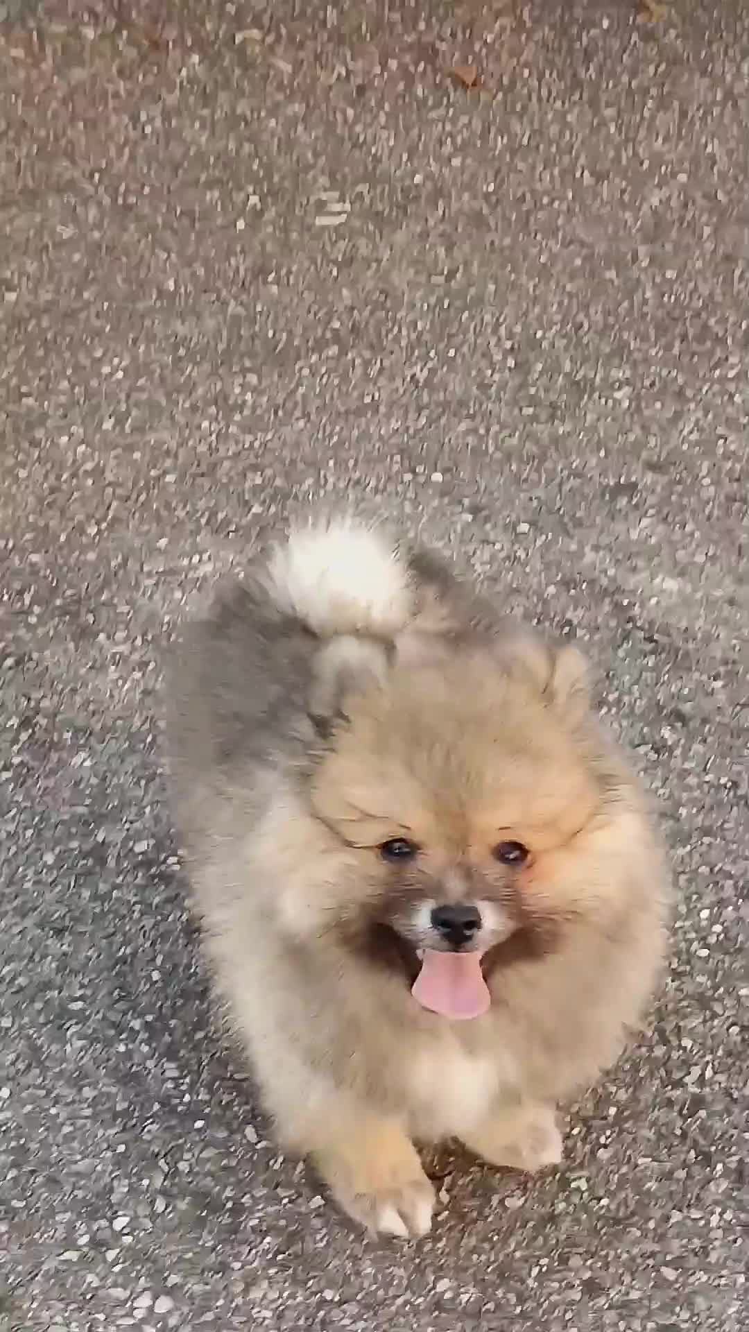 Volpino Italiano cani in vendita: Volpino Italiano Maschio Pedigree  - Video 2