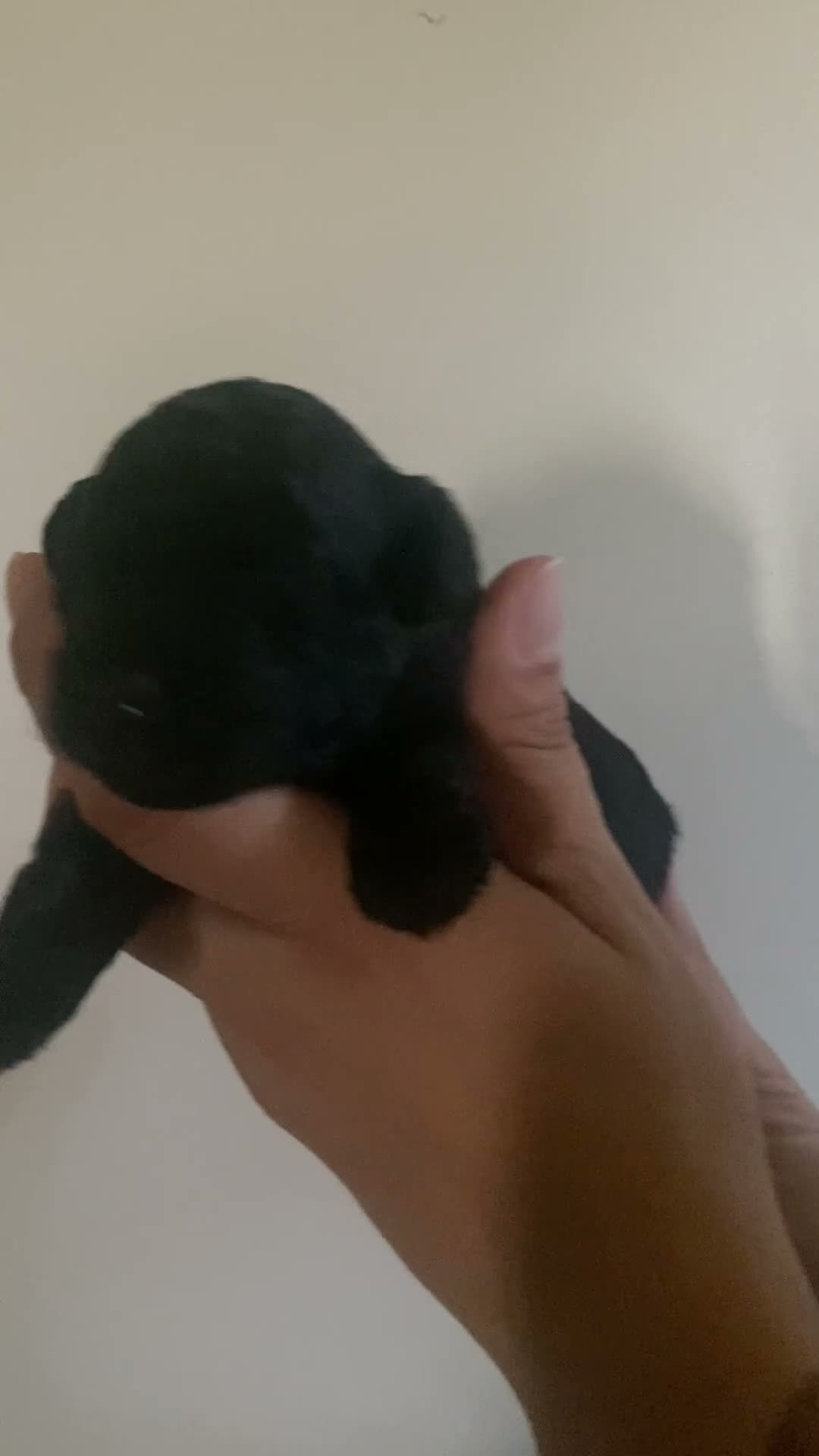 Barboncino Toy cani in vendita: Disponibili bellissimi cuccioli di barboncino  - Video 1