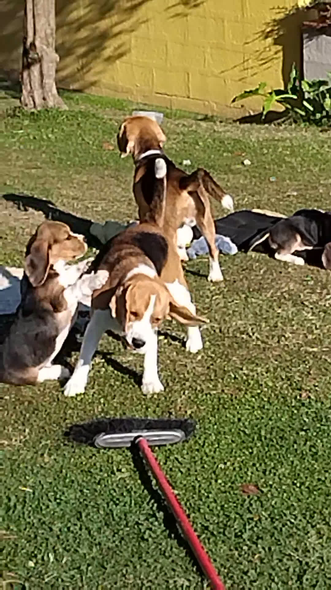 Beagle cani in vendita: Meravigliosa cucciolata Beagle - Video 1