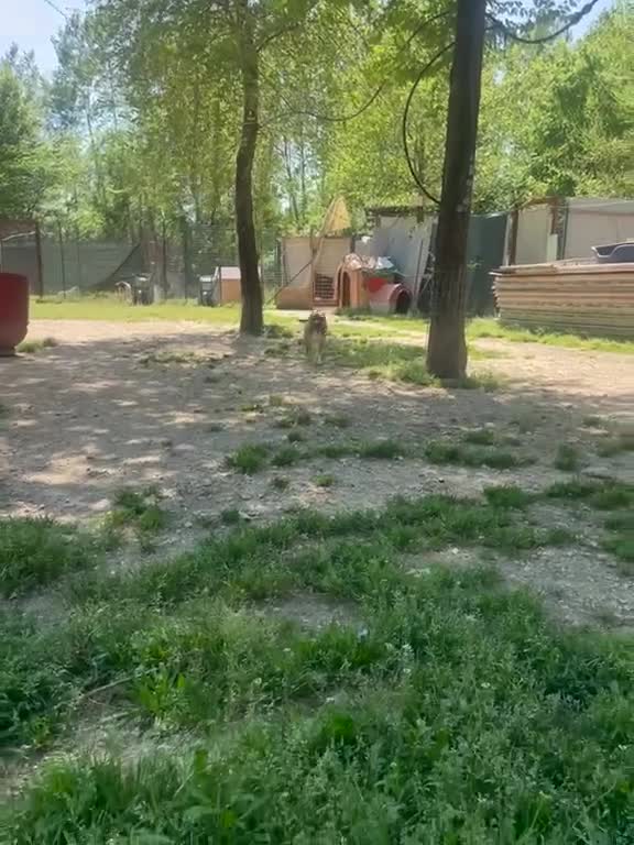 Pitbull cani in regalo: SIMPATICO E DOLCE CUCCIOLONE a Città metropolitana di Roma Capitale - Video 4