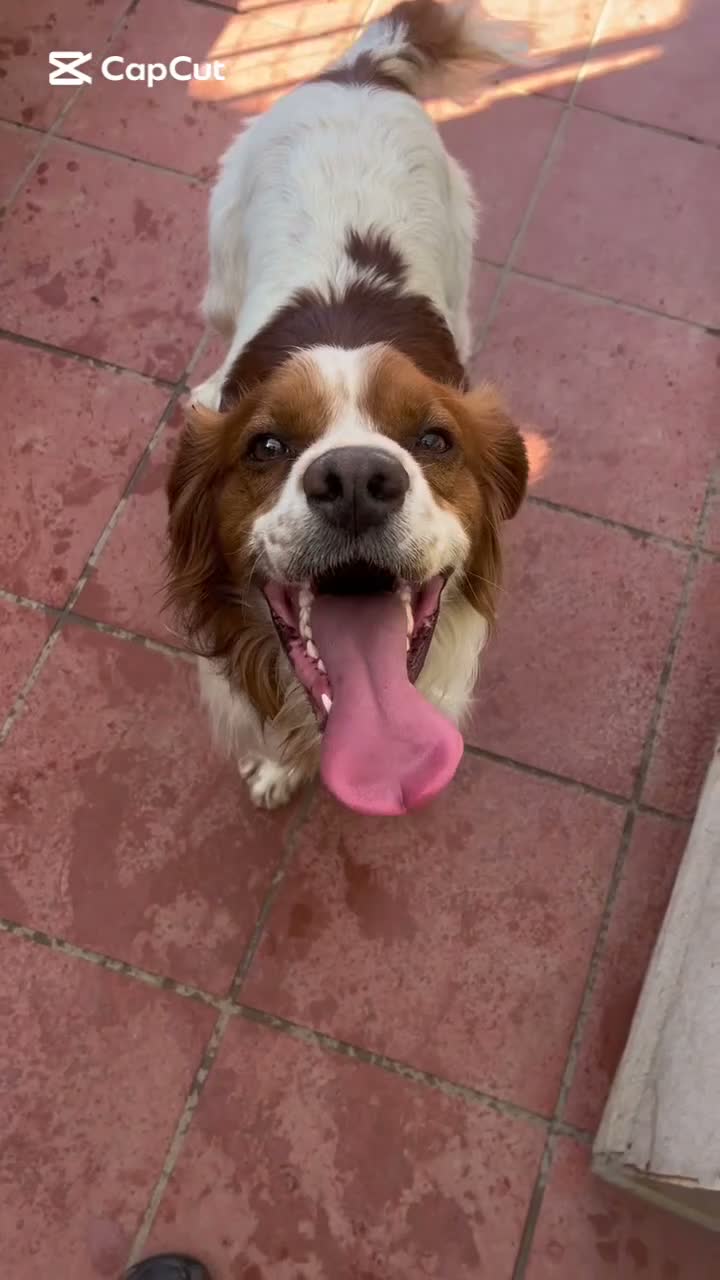 Breton cani in regalo: Poli il Breton energetico  - Video 1