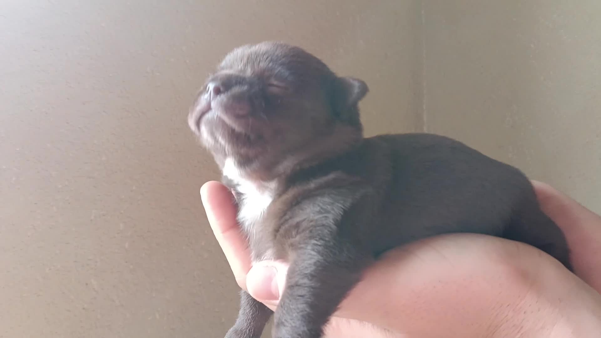 Chihuahua cani in vendita: Chihuahua 2 femmine  - Video 1