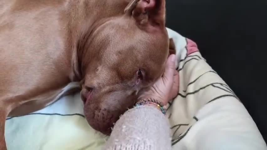 Pitbull cani in regalo: Meraviglioso Red nose - Video 1