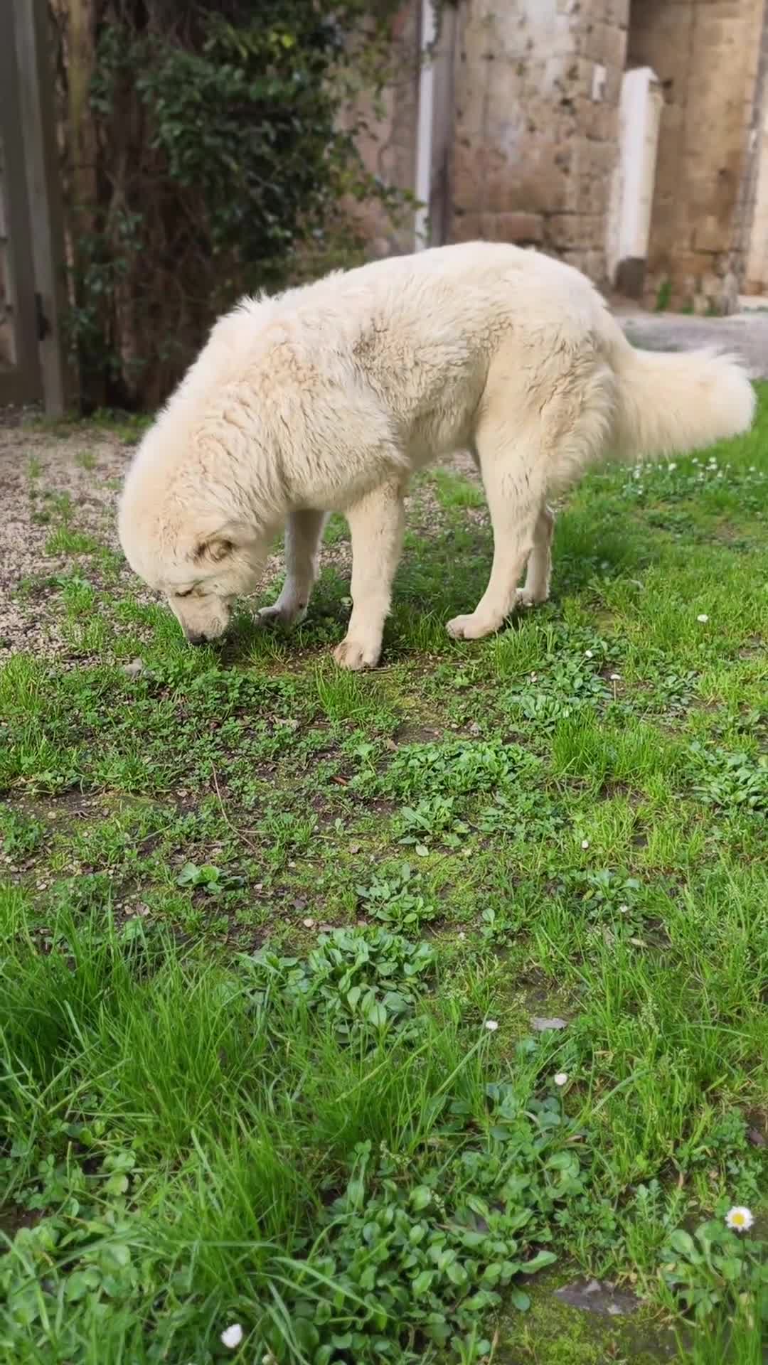 Pastore Abbruzzese Maremmano cani in regalo: Regalo un cucciolo pastore maremmano  - Video 2