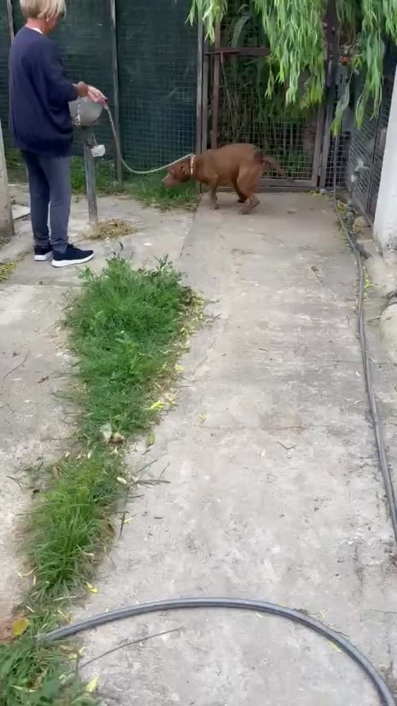 Pitbull cani in regalo: AIUTIAMO RED MERAVIGLIOSO PITT RED NOSE  - Video 2