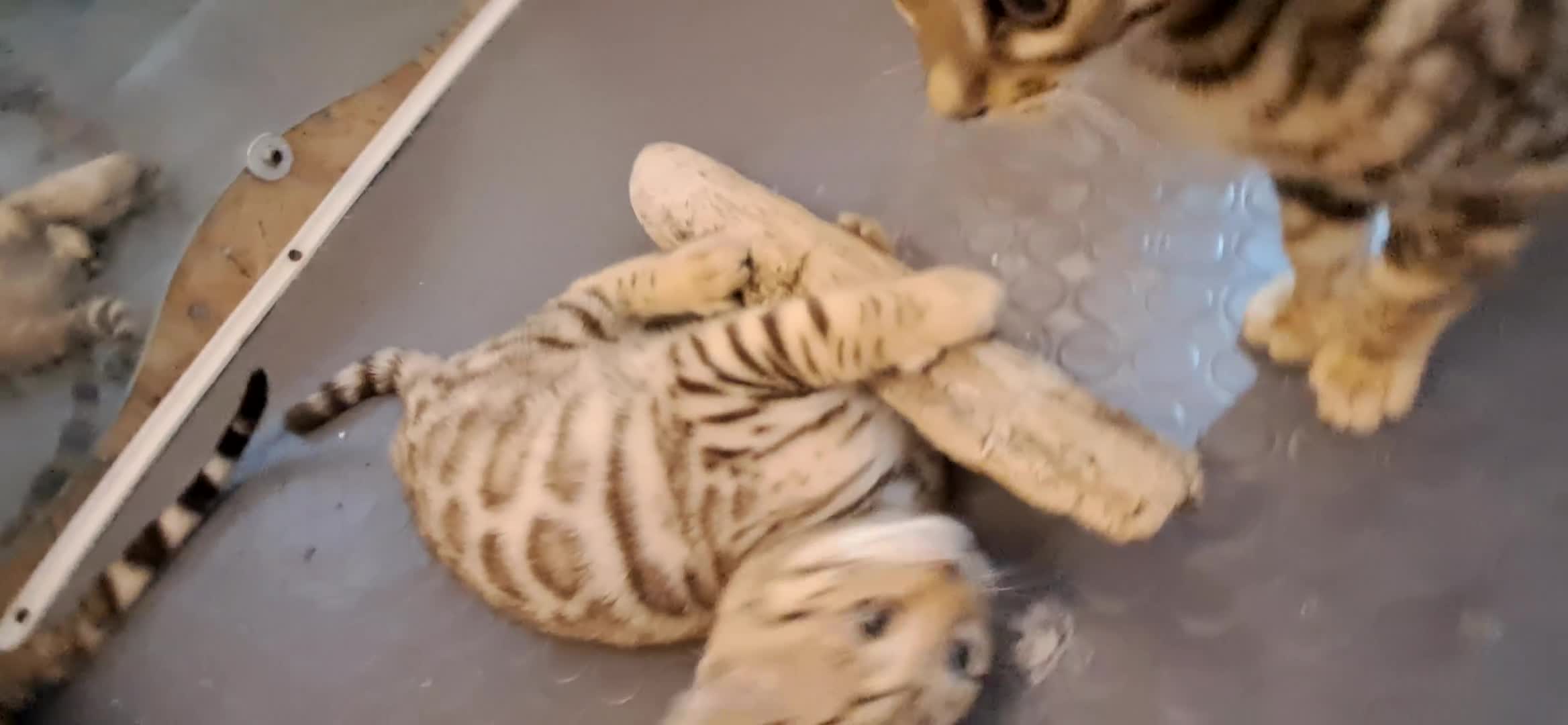 Bengala gatti in vendita: Bengala snow cucciolo a Provincia di Piacenza - Video 1