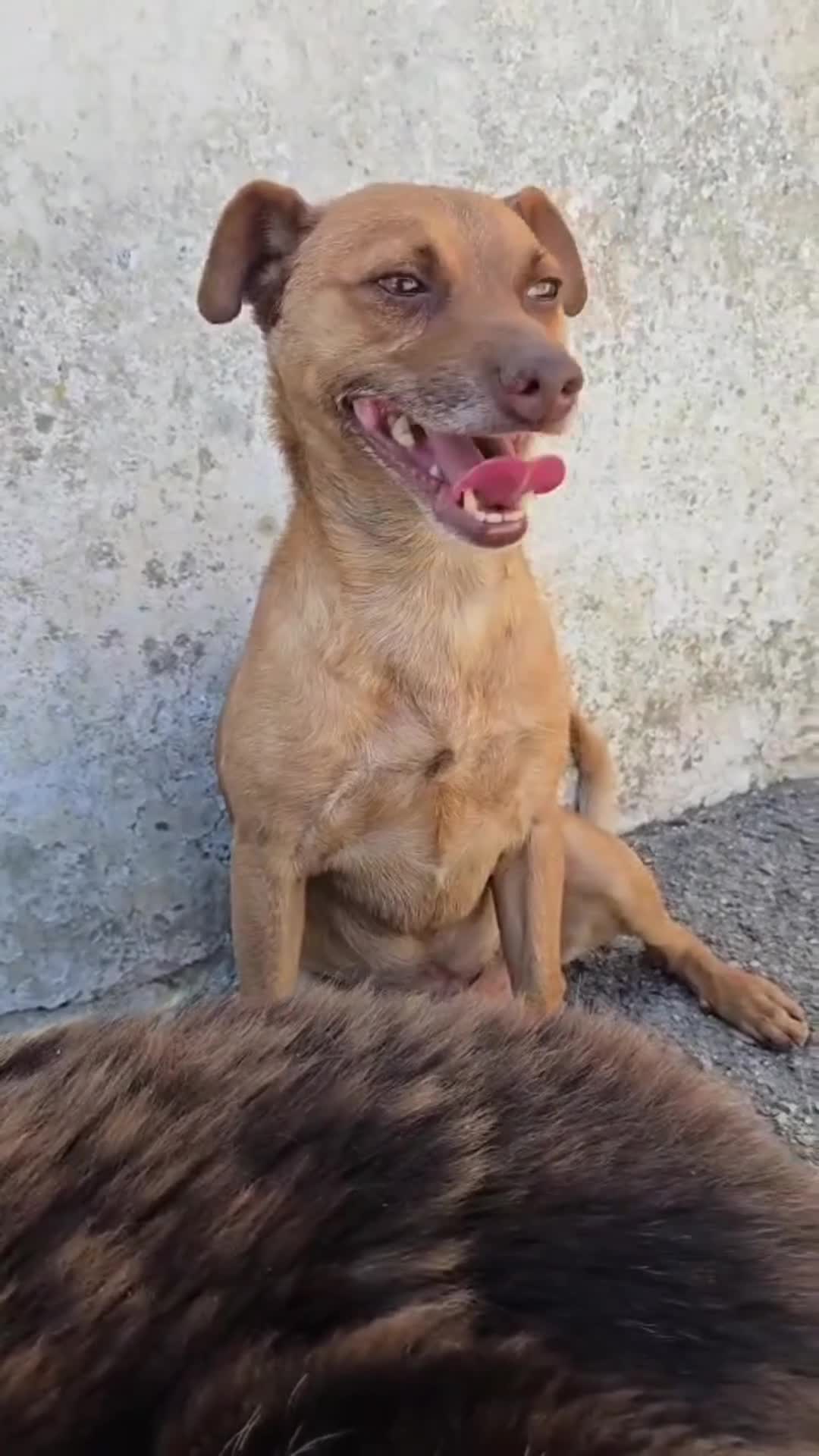 Meticcio cani in regalo: Otto  a Provincia di Savona - Video 1