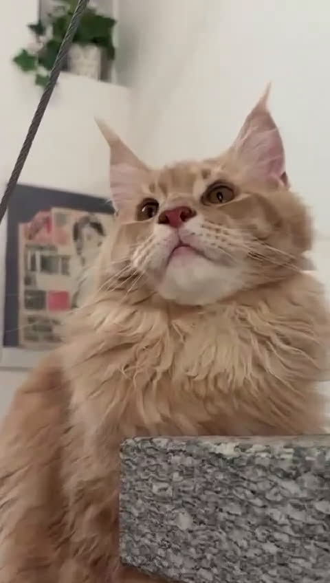 Maine Coon gatti per accoppiamento: Maine Coon Maschio Red Tabby per Accoppiamento - Video 1