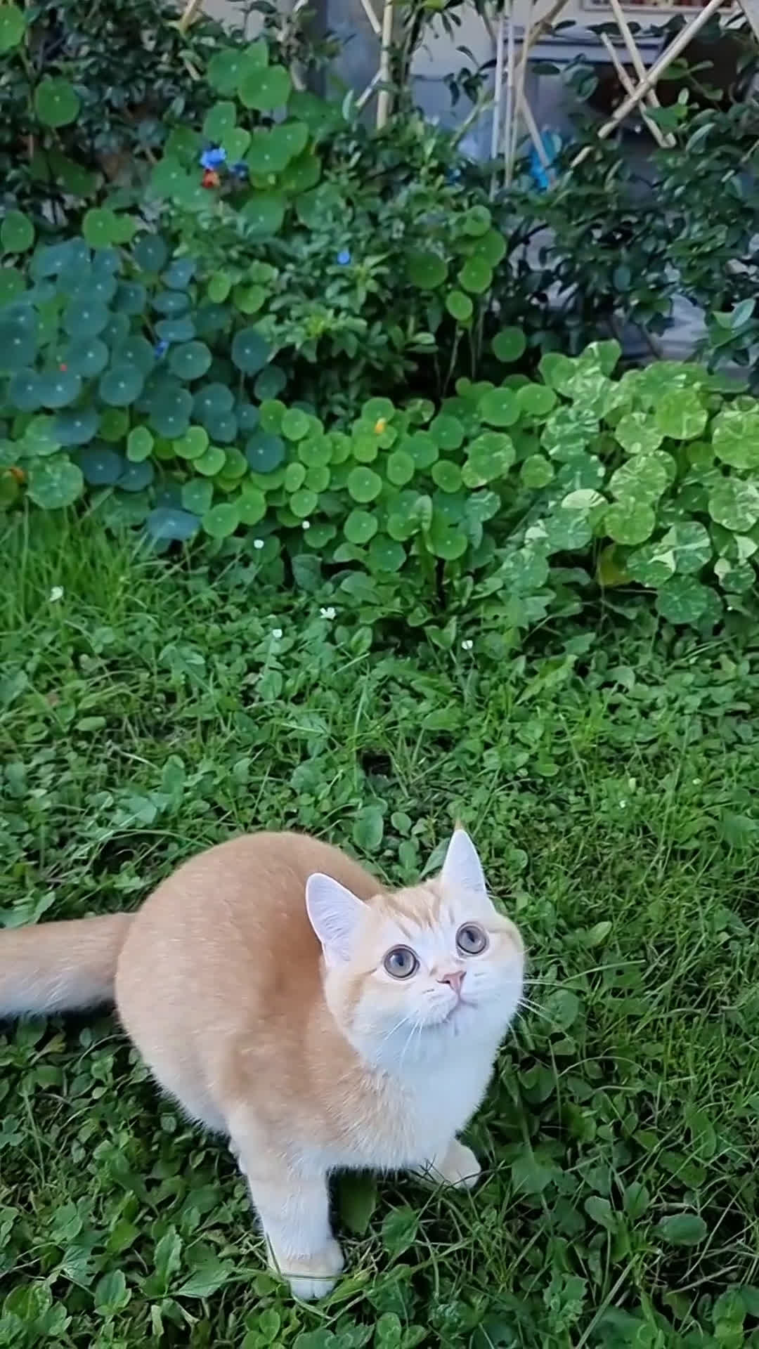 Scottish gatti in vendita: Scottish Straight  - Video 1