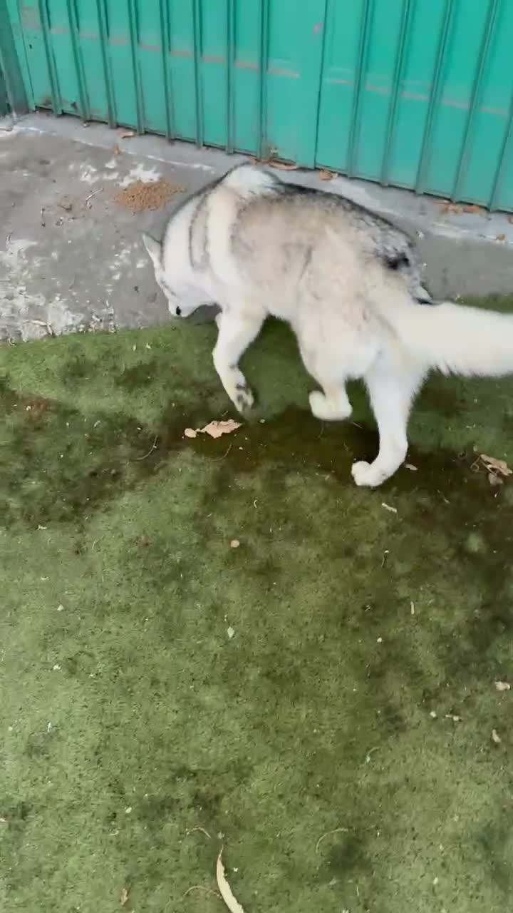 Husky cani in vendita: Cucciola di husky a Provincia di Avellino - Video 1