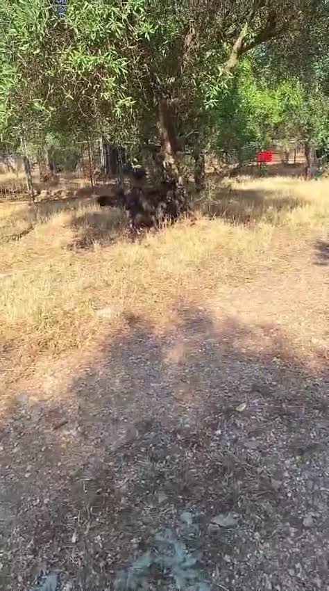 Meticcio cani in regalo: Markus bellissimo mix pastore belga a Città metropolitana di Milano - Video 2