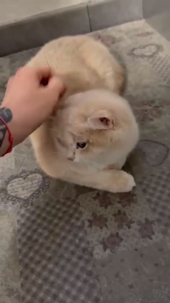 British gatti in vendita: British lilac golden  - Video 2