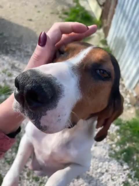 Segugio cani in regalo: LA SPLENDIDA PENELOPE - Video 4