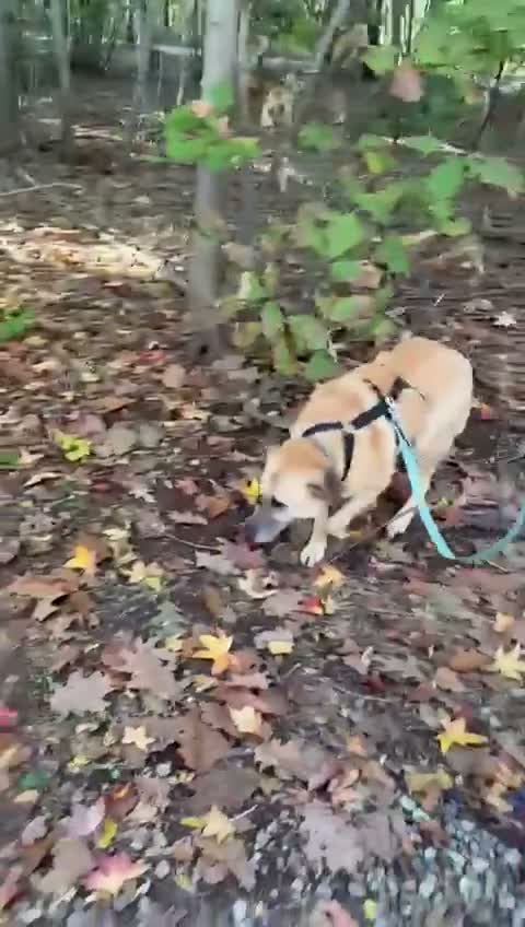 Meticcio cani in regalo: Raja, un'equilibrata meticcia di circa 5 anni - Video 1