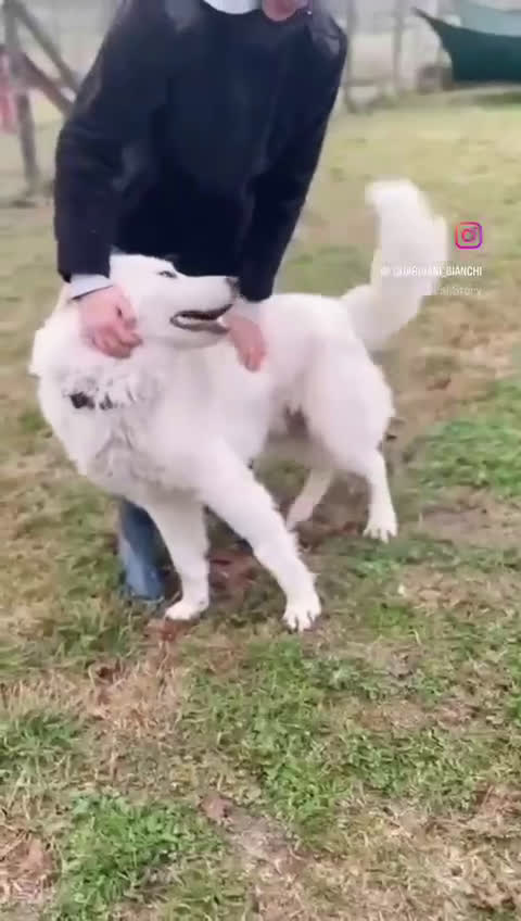 Pastore Abbruzzese Maremmano cani in regalo: Strepitoso Zeus  a Provincia di Viterbo - Video 1