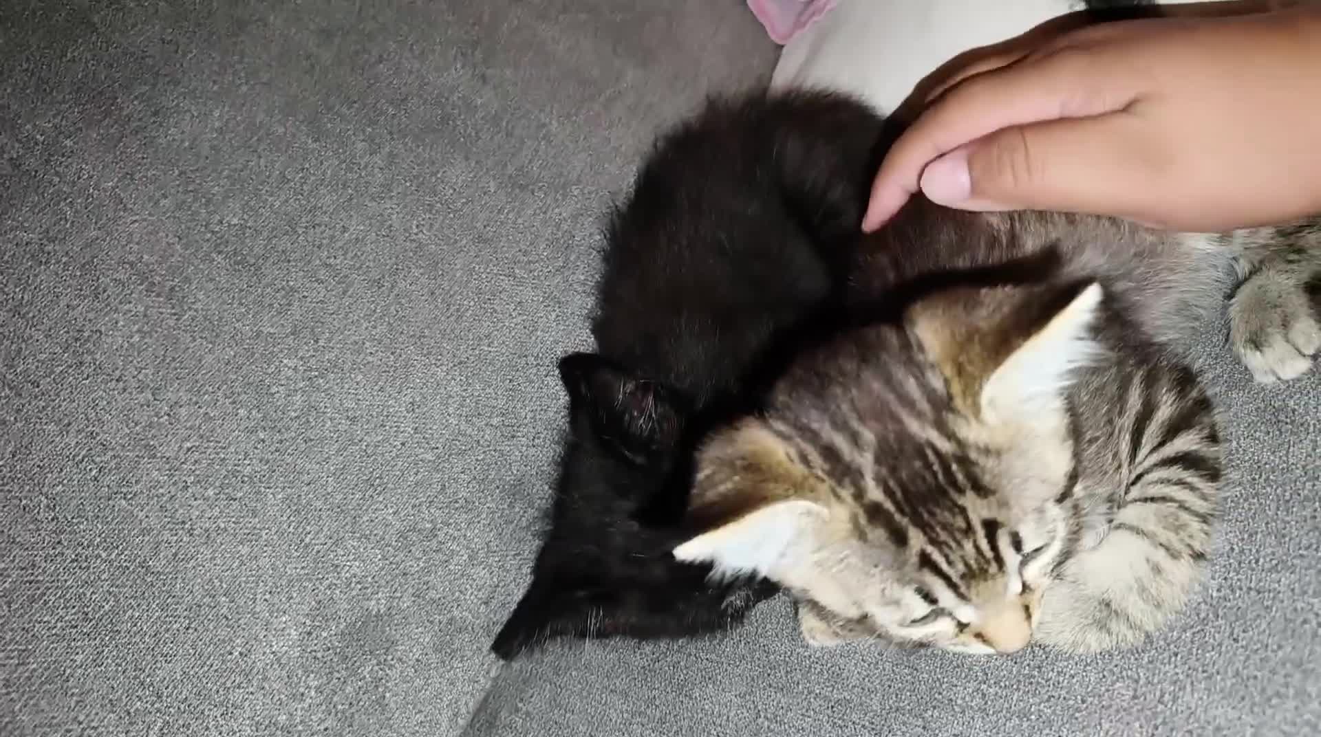 Europeo gatti in regalo: 2 gattini cercano casa  a Provincia di Belluno - Video 1