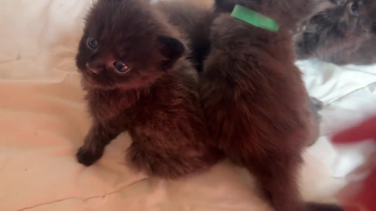 Maine Coon gatti in vendita: Cuccioli di maine coon manto nero  - Video 1