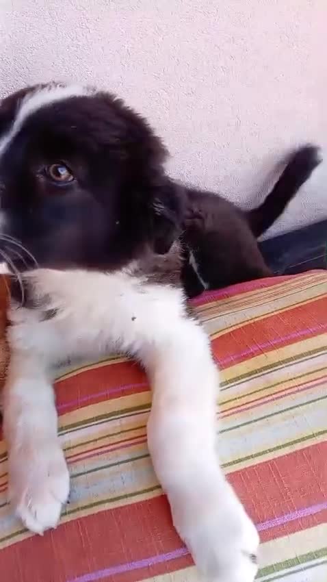 Border Collie cani in regalo: 🐾❤️Nando cerca casa 🐾❤️ - Video 1