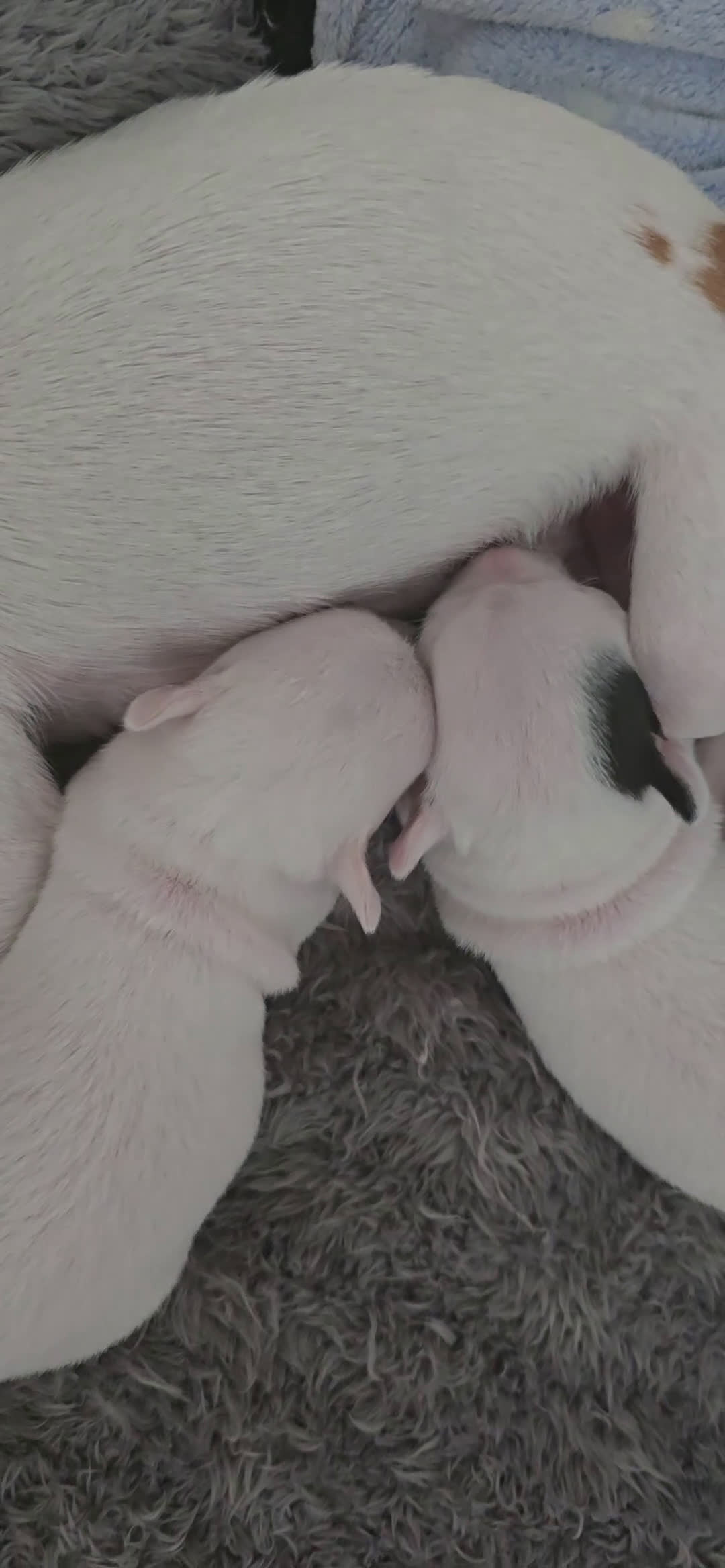 Chihuahua cani in vendita: Cuccioli di chihuahua - Video 2