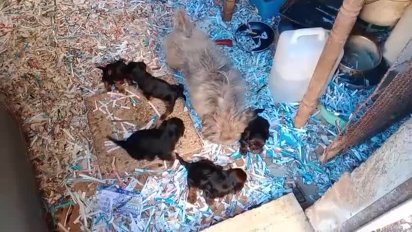 Yorkshire cani in vendita: NILO, CUCCIOLO - Video 2