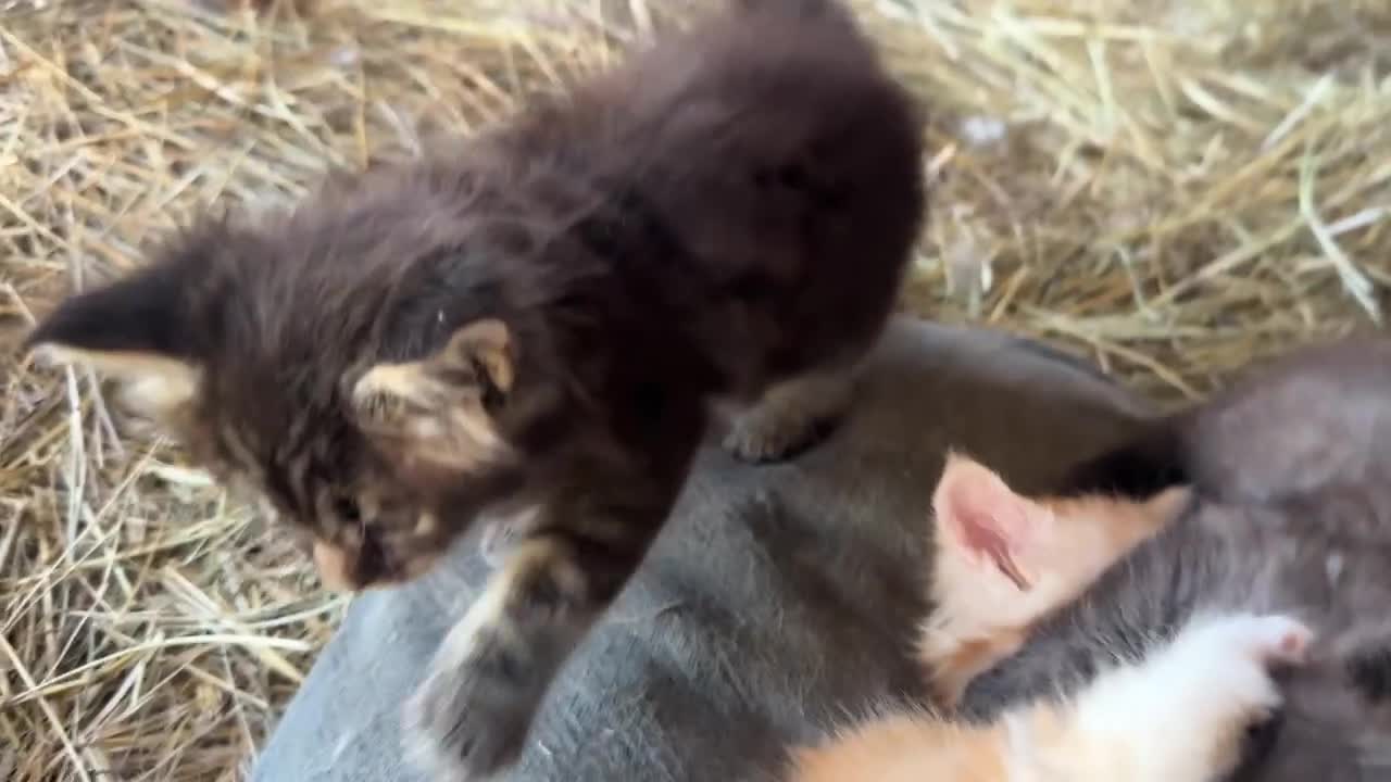 Maine Coon gatti in vendita: Cuccioli di Maine coon con pedigree - vari colori  - Video 3
