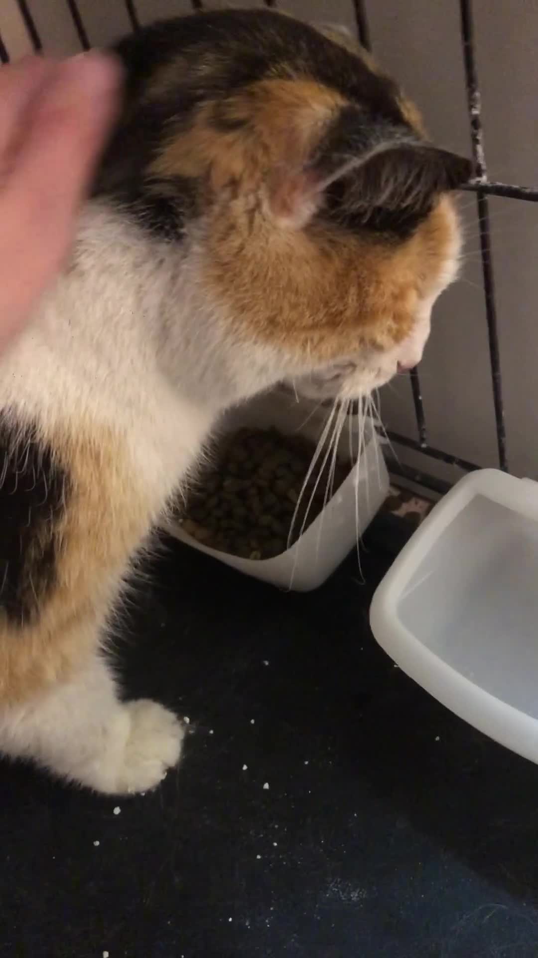 Altre razze gatti in regalo: SOLO PER CHI HA UN 💖  - Video 1
