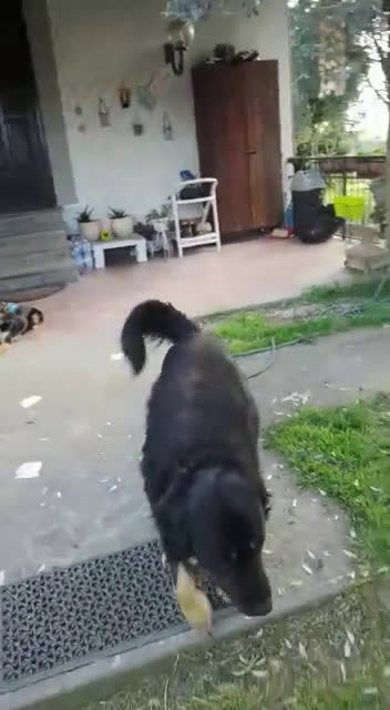 Meticcio cani in regalo: LILLY ed ARGO bravi un po' vagabondi - Video 1