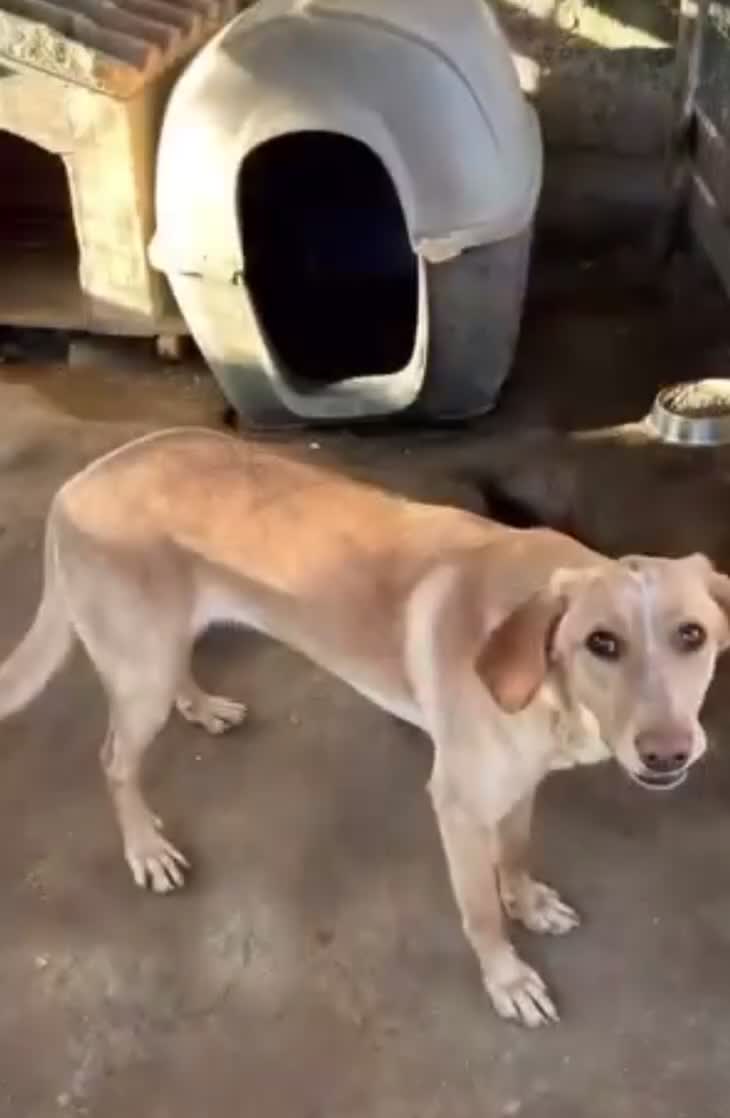 Meticcio cani in regalo: Rosy splendida giovane simil Segugio cerca casa - Video 4