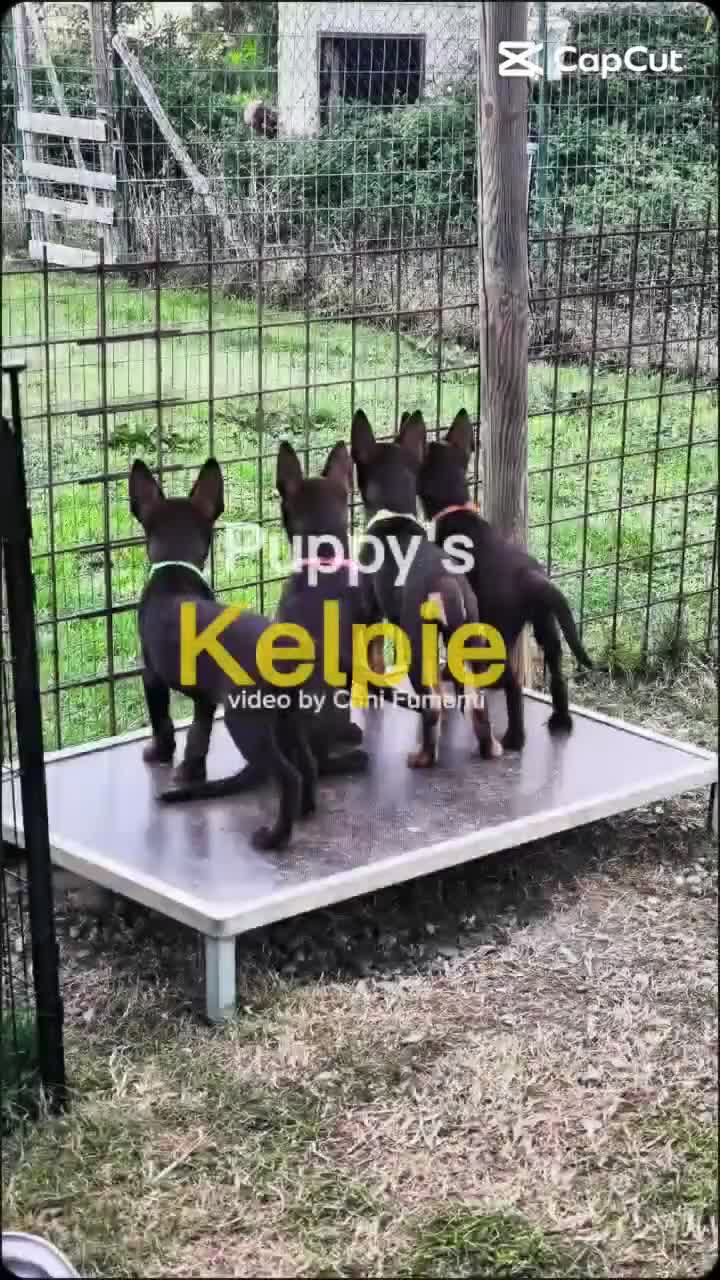 Australian Kelpie cani in vendita: Cuccioli Australian Kelpie  a Provincia di Siena - Video 5