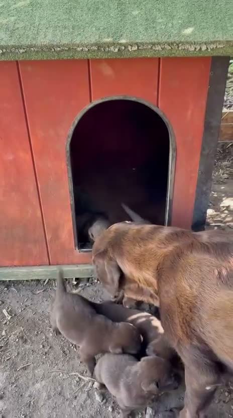 Labrador cani in vendita: Labrador retriever chocolate - Video 2