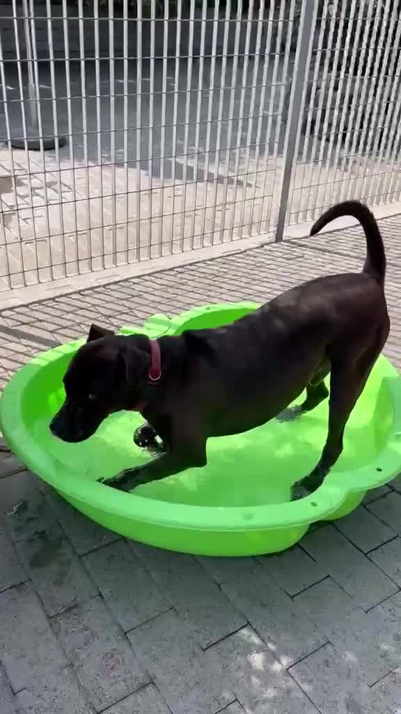 Meticcio cani in regalo: NIGEL CERCA AMORE - Video 2