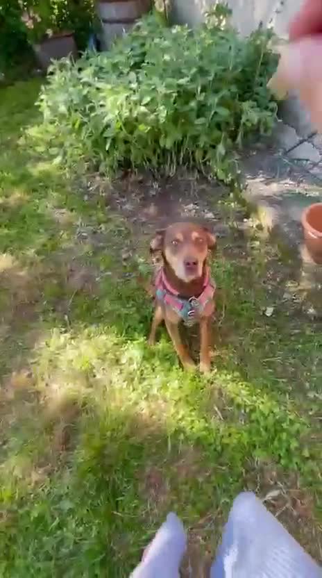 Meticcio cani in regalo: Lola: socievole, equilibrata, affettuosa  - Video 2